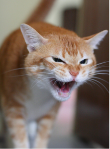 как помирить двух котов