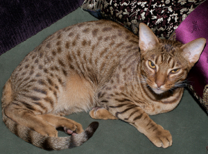 порода кошек оцикет