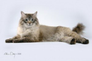 порода кошек невская маскарадная фото порода кошек невская маскарадная фото