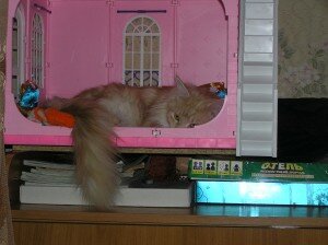 оставить кошку одну дома