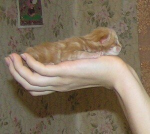 новорожденный мейн-кун