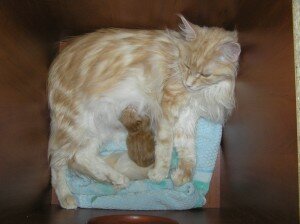 как проходят роды у кошки