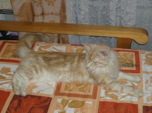 мейн куны ласковые гиганты