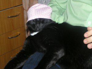 кот рыболов