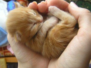 почему котенок пищит