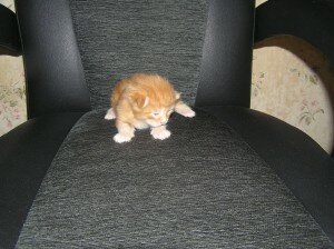 этапы развития котят