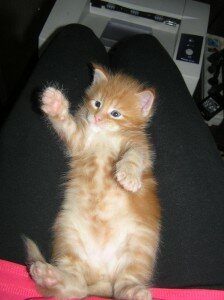 рыжий котенок мейн-кун