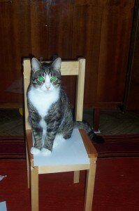 кота часто тошнит