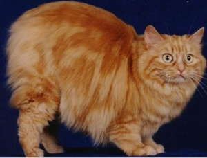 порода кошек кимрик