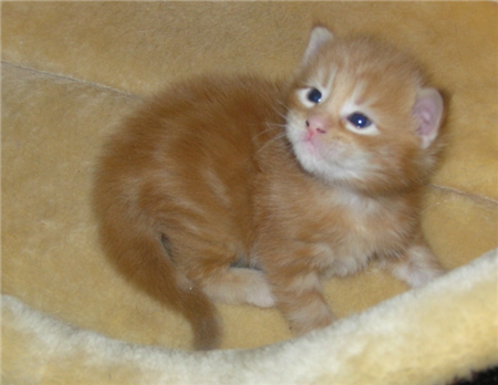 котенок мейн-кун котенок мейн-кун