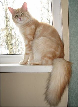 кошка мейн-кун кошка мейн-кун