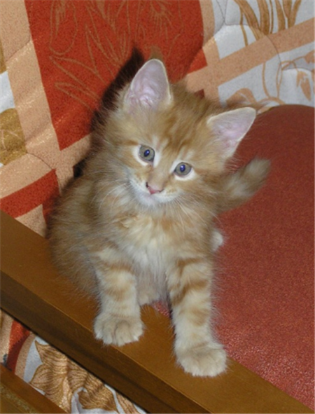 котенок мейн кун котенок мейн кун