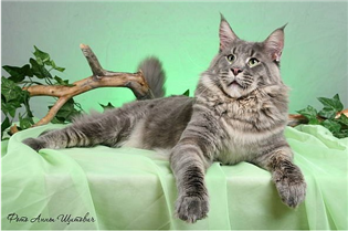 кот мейн кун кот мейн кун