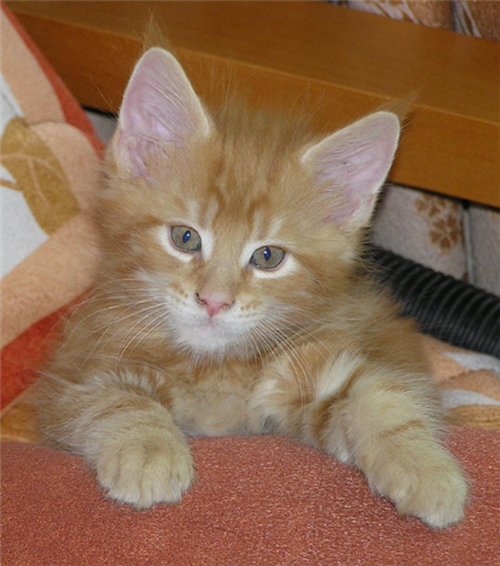 котенок мейн кун котенок мейн кун