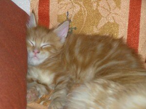 котенок мейн кун