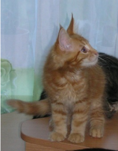 как перевести котенка на корм