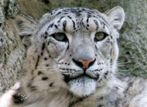 фотографии снежного барса