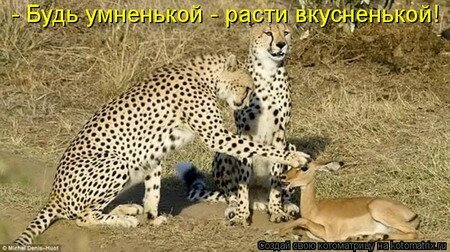 котоматрицы кошки котоматрицы кошки