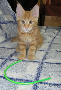 рыжий котенок мейн-кун