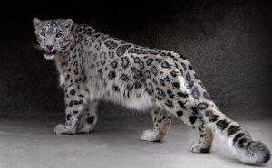 фотографии снежного барса фотографии снежного барса