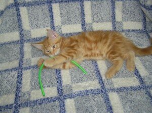 как сделать кота ласковым