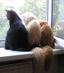 вредные кошки