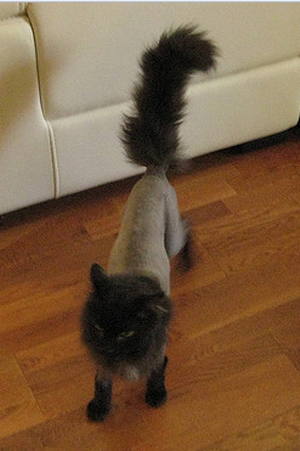 стрижка котов и кошек стрижка котов и кошек