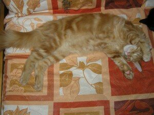 повадки мейн-куна