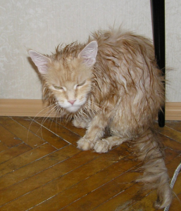 чем лечить царапины от кошек