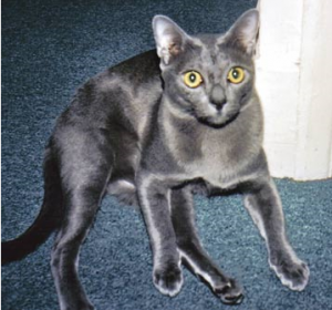 порода кошек корат