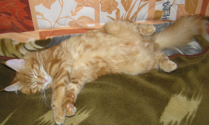 рыжий мейн-кун