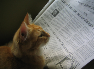 силикагелевый наполнитель для кошек