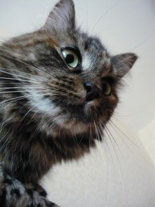 возьму кошку в хорошие руки возьму кошку в хорошие руки