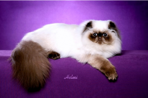 гималайская кошка фото