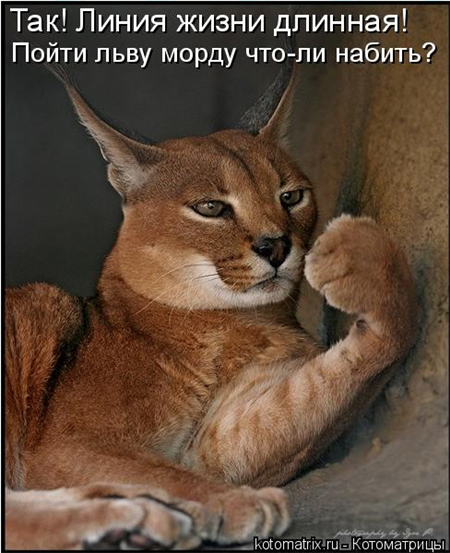 котоматрицы дикие кошки котоматрицы дикие кошки