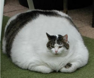 липидоз печени у кошек