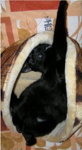 что делают кошки одни дома