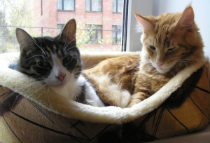 Чинга и Джуська