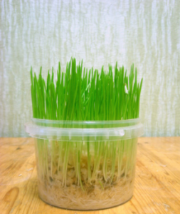 овес для кошек