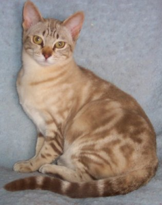 австралийский мист