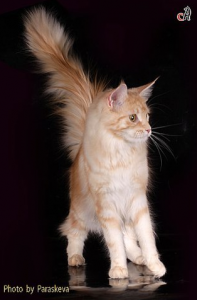 течка у кошек симптомы