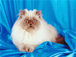 гималайская кошка фото гималайская кошка фото