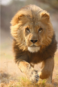 людоеды дикой природы львы