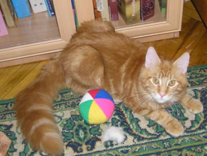 повадки мейн куна