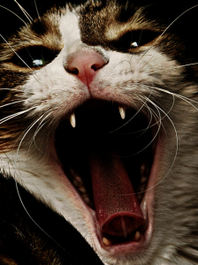 кошка гуляет что делать