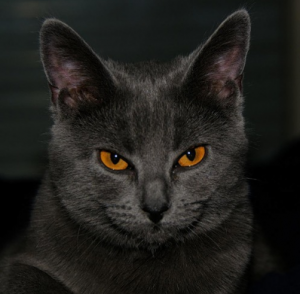 шартрез кошка фото