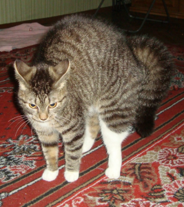 идеальный хозяин для кошки