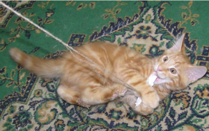 характер рыжего мейн-куна