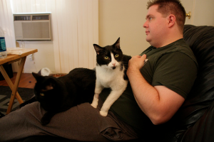 кошки в больнице