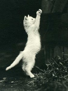 условные рефлексы у кошек